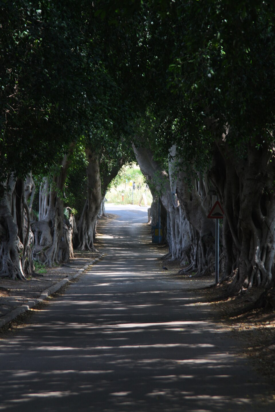 Ficus microcarpa (Ficus Ginseng) (alternate view 7)