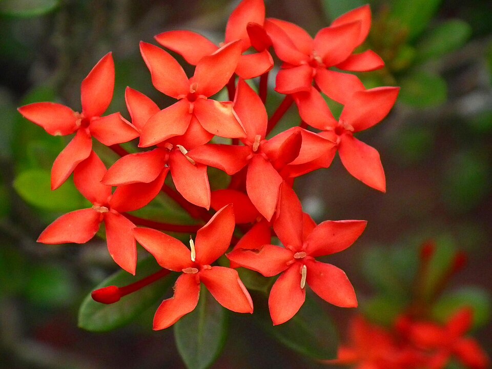 Ixora coccinea (Jungle flame)