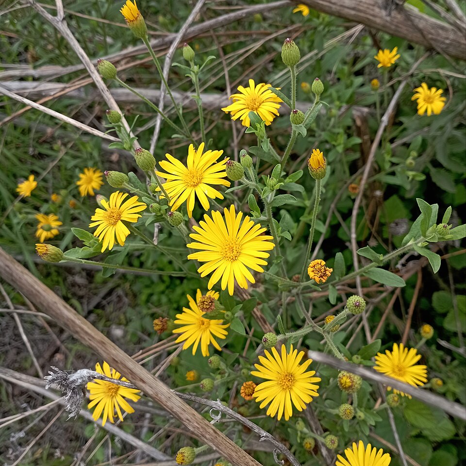 Heterotheca (False Goldenasters) (alternate view 2)