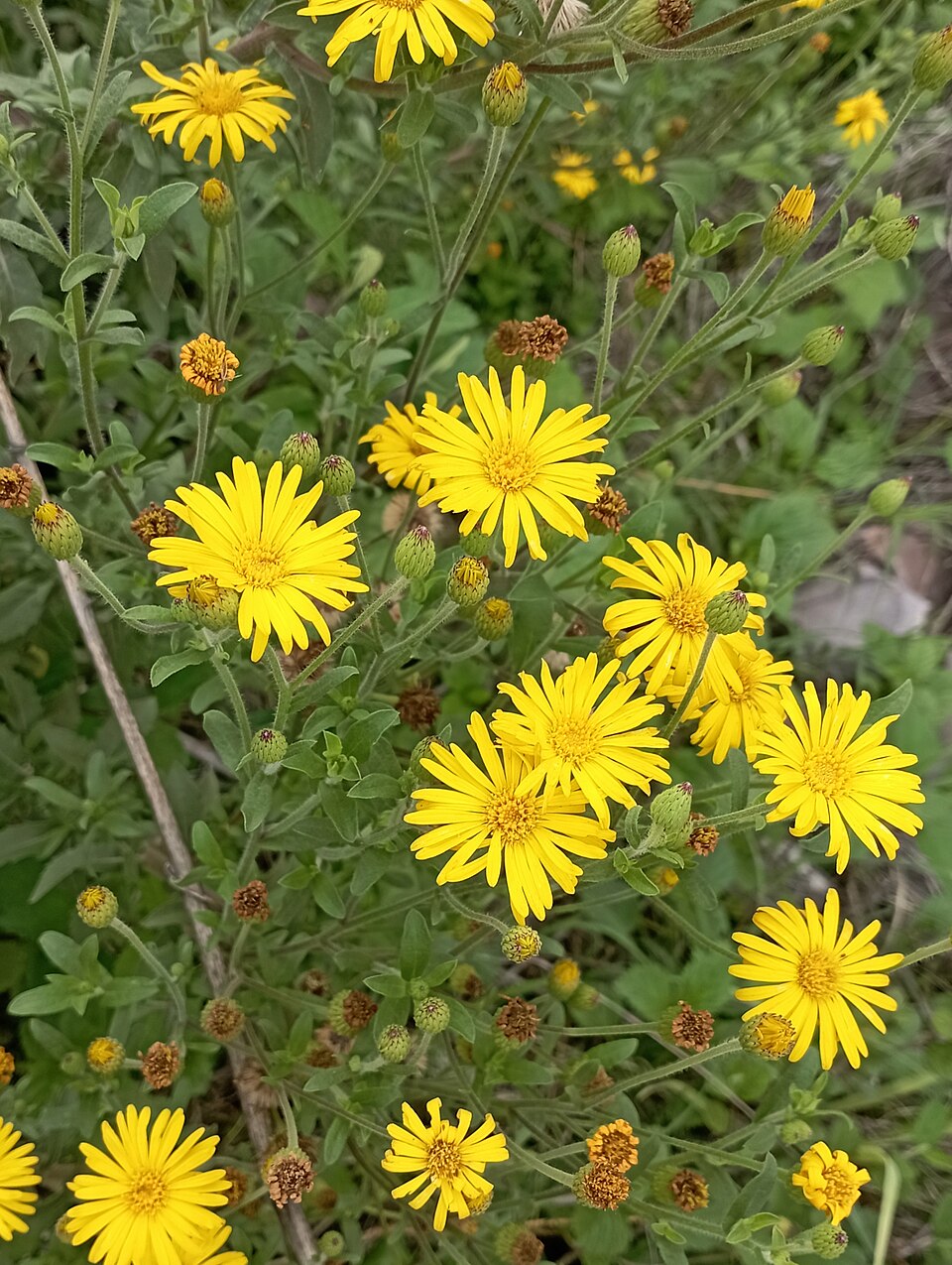 Heterotheca (False Goldenasters) (alternate view 3)
