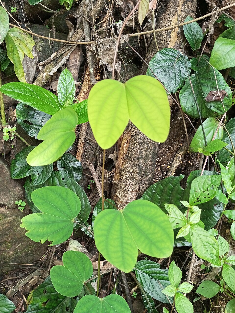Bauhinia (Orchid Trees) (alternate view 3)