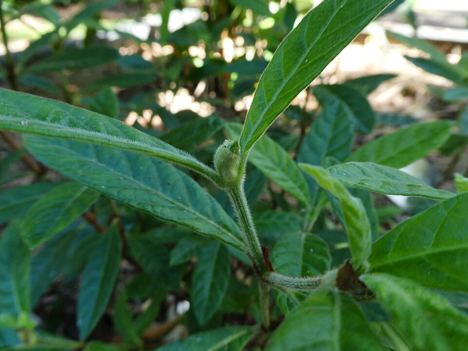 Psychotria loniceroides (Hairy Psychotria) (alternate view 8)