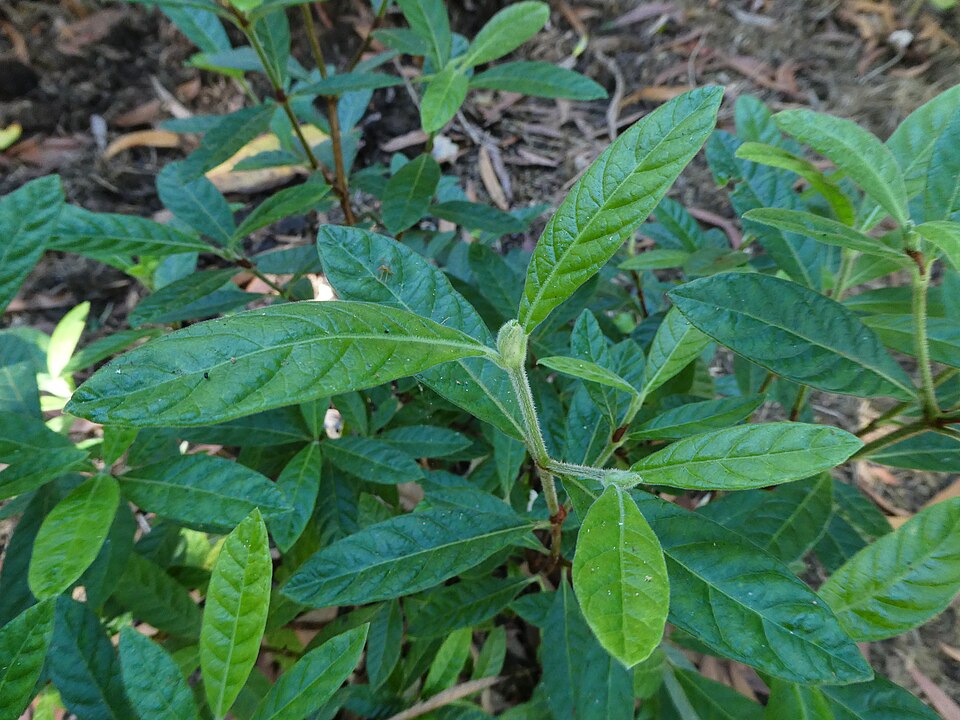 Psychotria loniceroides (Hairy Psychotria) (alternate view 9)