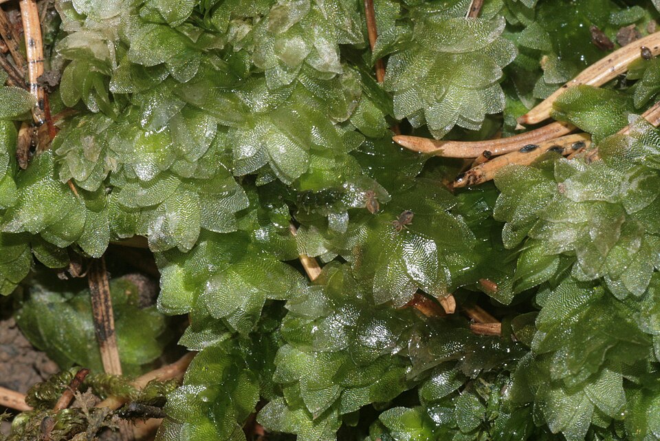 Hookeria lucens (Shining Hookeria) (alternate view 6)