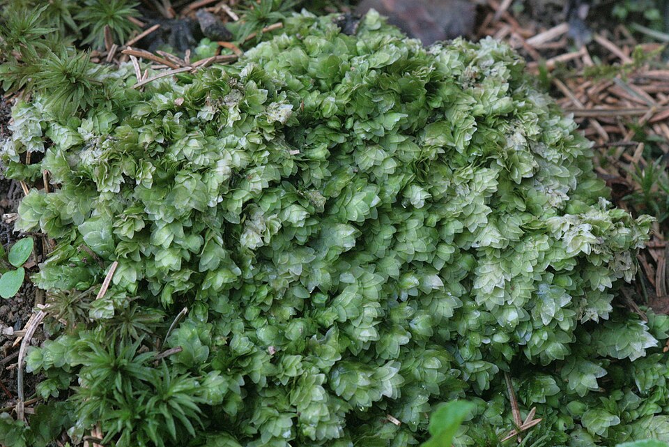 Hookeria lucens (Shining Hookeria) (alternate view 7)