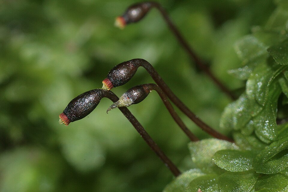 Hookeria lucens (Shining Hookeria) (alternate view 8)