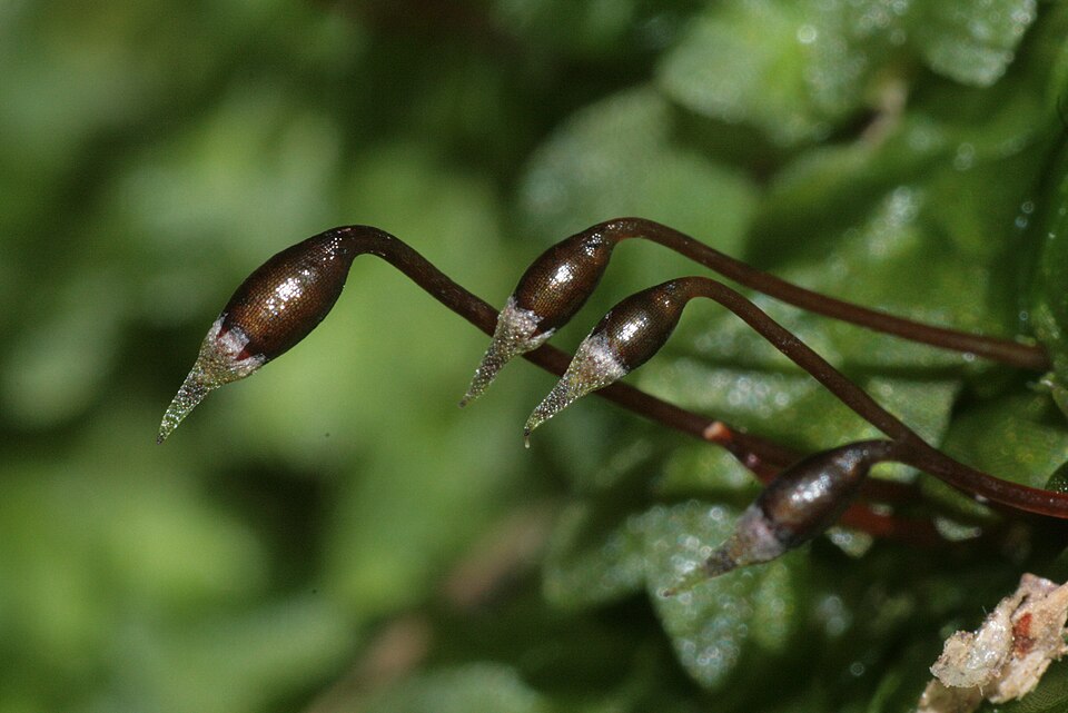 Hookeria lucens (Shining Hookeria) (alternate view 9)