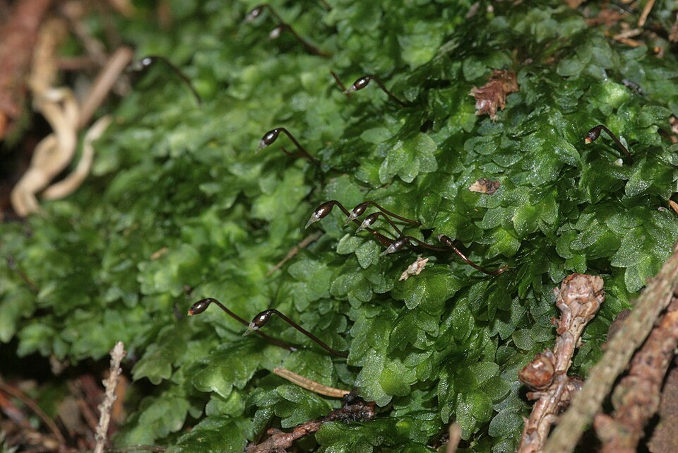 Hookeria lucens (Shining Hookeria) (alternate view 10)
