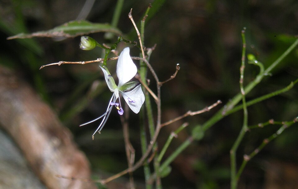 Aneilema acuminatum (Pointed Aneilema) (alternate view 6)