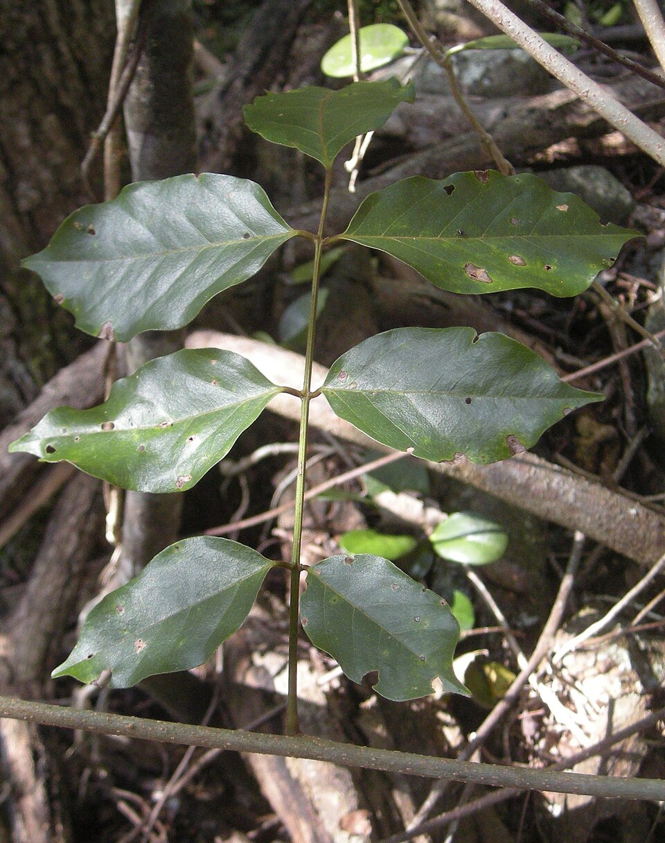Austrosteenisia blackii (Blood Vine) (alternate view 6)