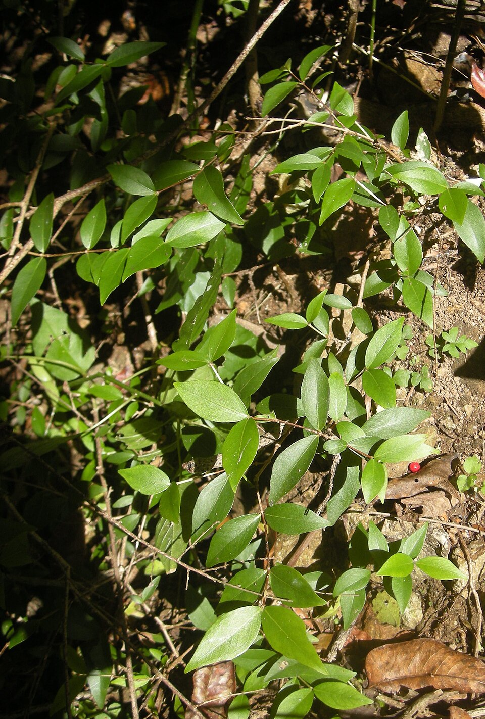 Gossia bidwillii (Python Tree) (alternate view 7)