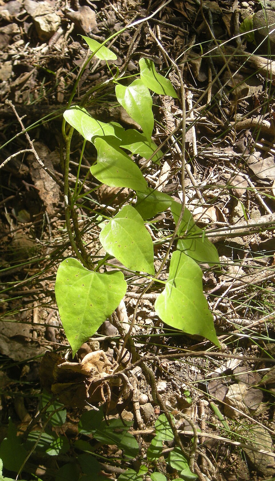 Sarcopetalum harveyanum (pearl vine) (alternate view 8)
