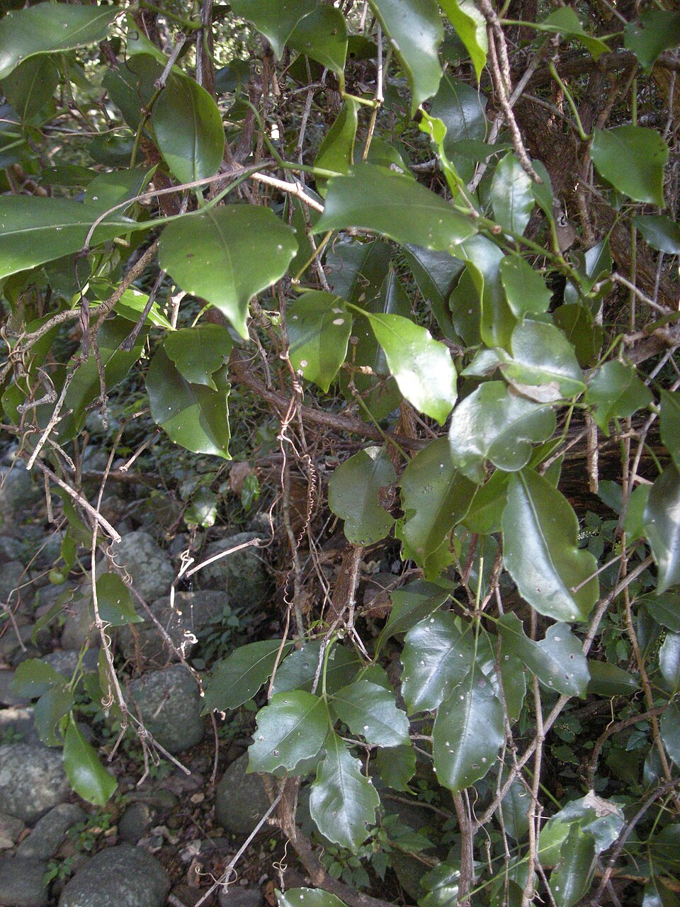 Tetrastigma nitens (Native Grape) (alternate view 6)