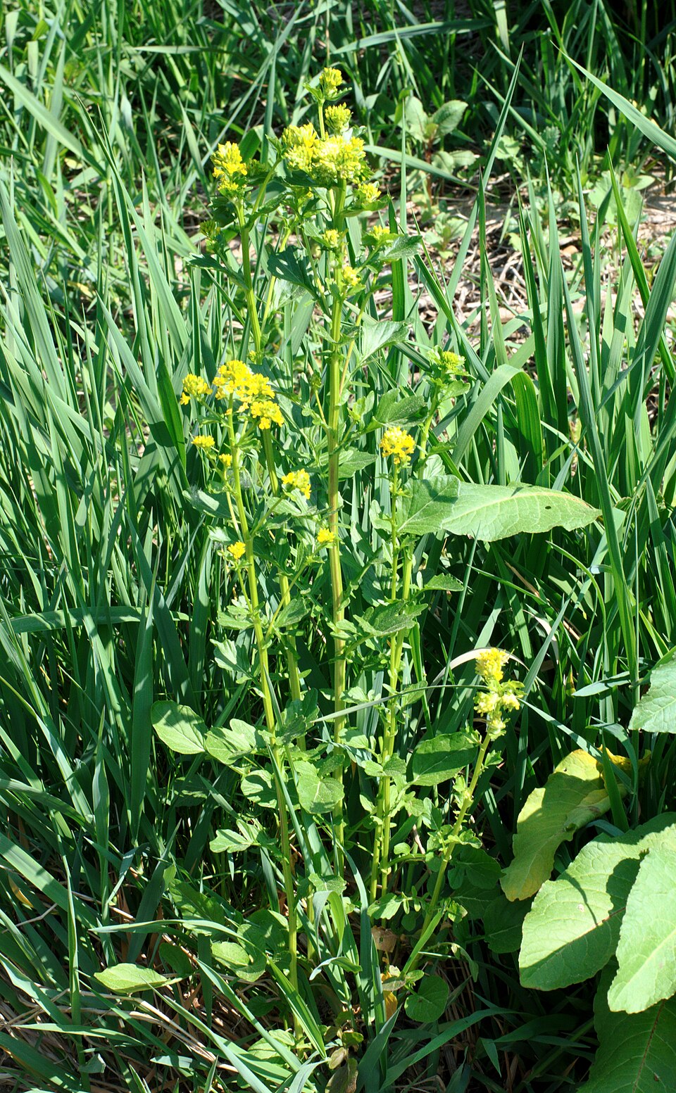 Barbarea vulgaris (bitter wintercress)