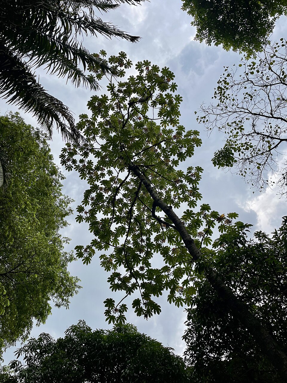 Cecropia (Cecropias) (alternate view 2)