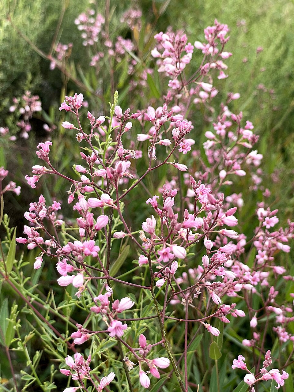Apocynum (dogbanes)