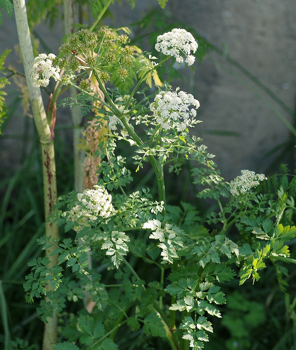 Oenanthe crocata (Hemlock Water-dropwort)