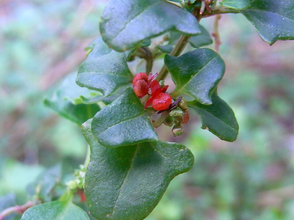Chenopodium robertianum (Saloop)