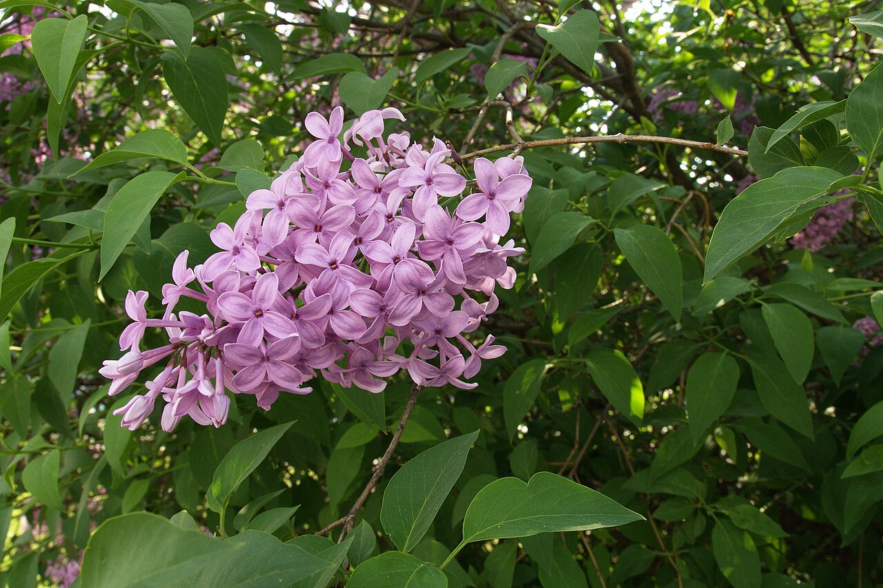 Syringa oblata, Early lilac — upright deciduous (Oleaceae) (image 1 of 9)
