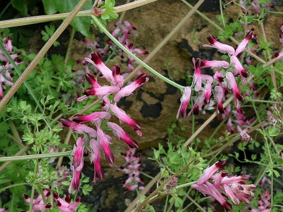 Fumaria (Fumitories) (alternate view 6)