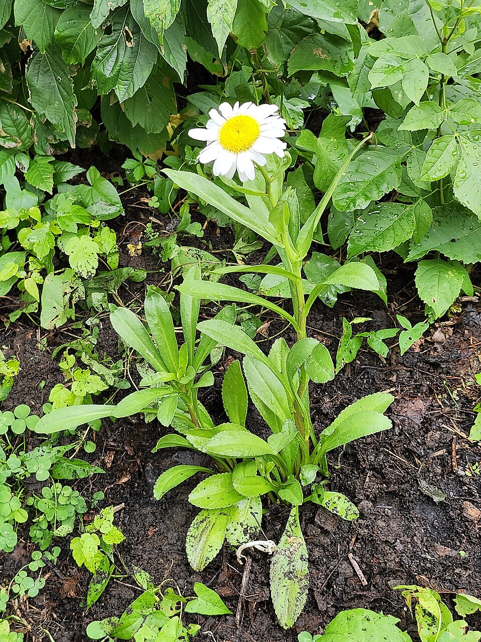 Leucanthemum × superbum 'Becky' (Becky Shasta Daisy) (alternate view 2)