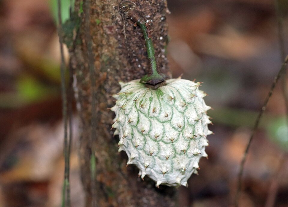 Annona (custard apples) (alternate view 4)