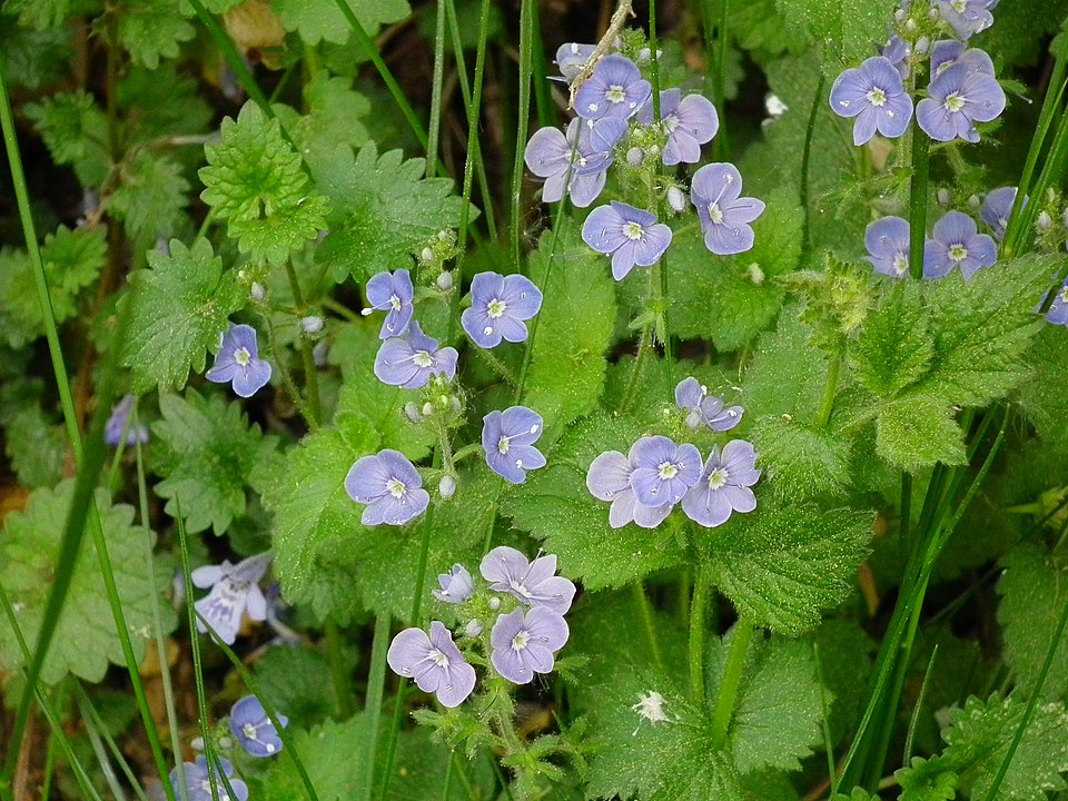 Veronica chamaedrys (Germander Speedwell)