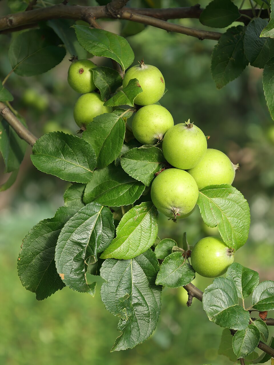 Malus 'Van Eseltine' (alternate view 5)