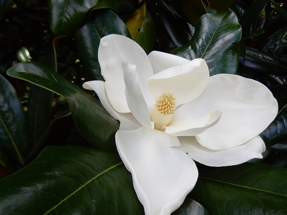Magnolia grandiflora 'Edith Bogue' (Edith Bogue Magnolia)