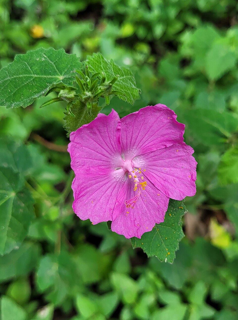 Pavonia lasiopetala (Rose pavonia) (alternate view 7)