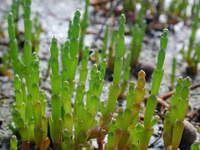 Salicornia europaea (Common Glasswort)