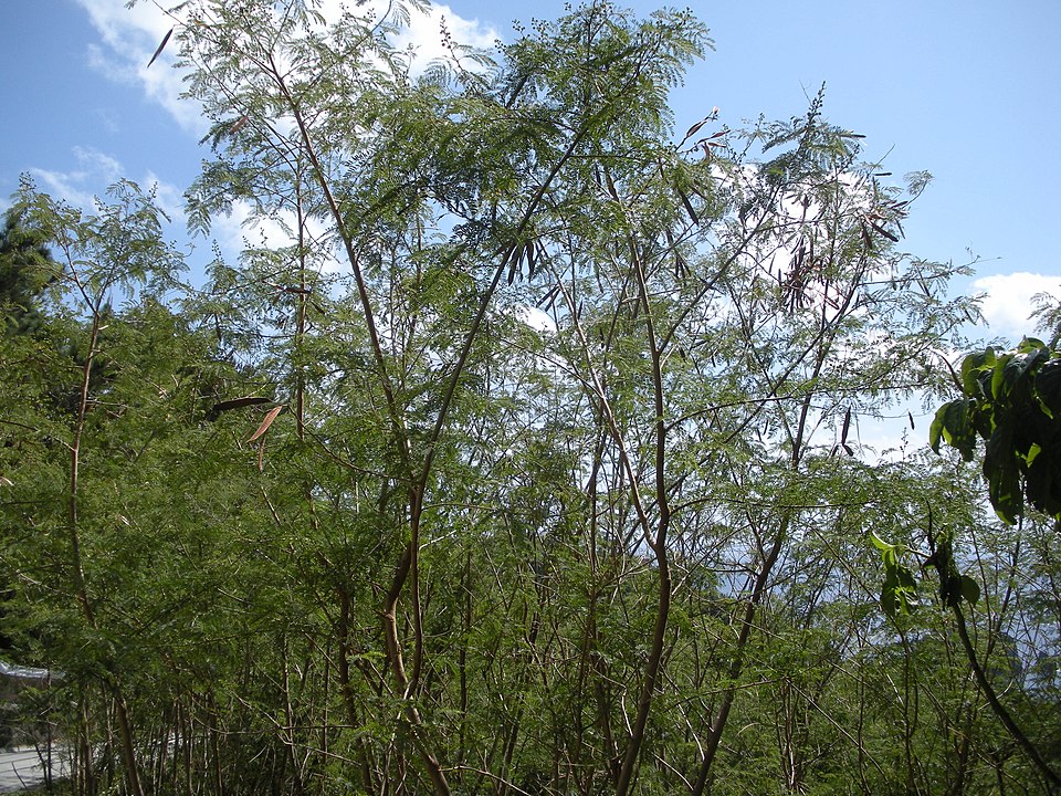 Leucaena leucocephala (White leadtree)