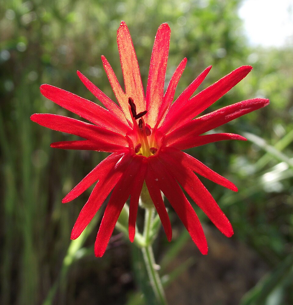 Silene laciniata (cardinal catchfly) (alternate view 8)