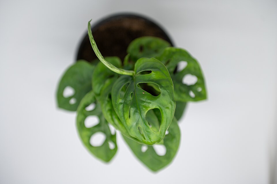 Monstera adansonii (Swiss Cheese Vine) (alternate view 7)