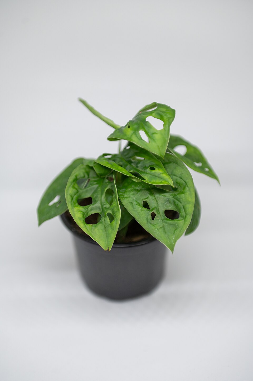 Monstera adansonii (Swiss Cheese Vine) (alternate view 8)