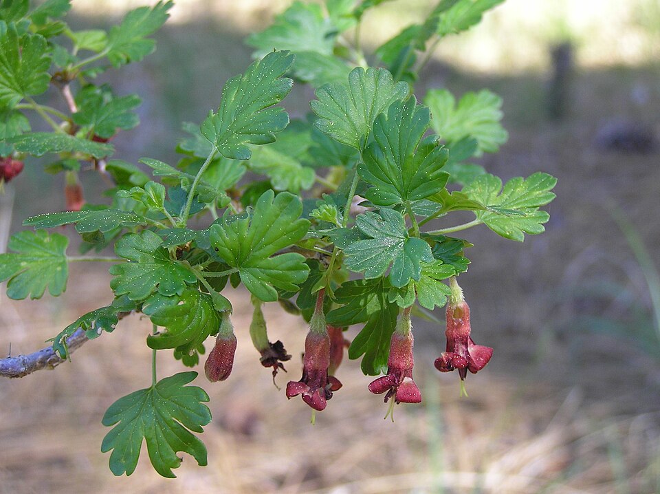 Ribes roezlii (Sierra Gooseberry) (alternate view 6)