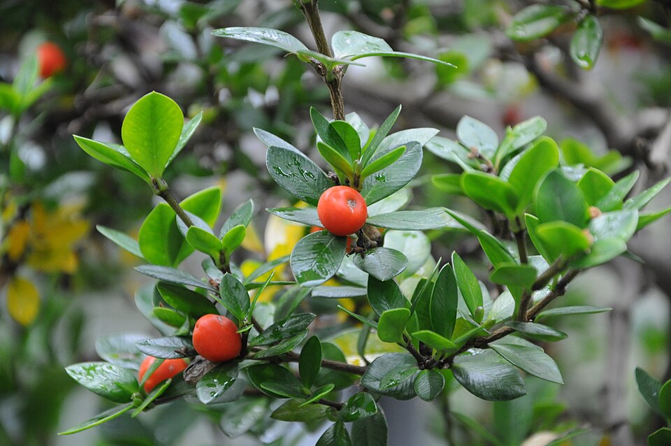 Alyxia ruscifolia (Chain Fruit) (alternate view 9)