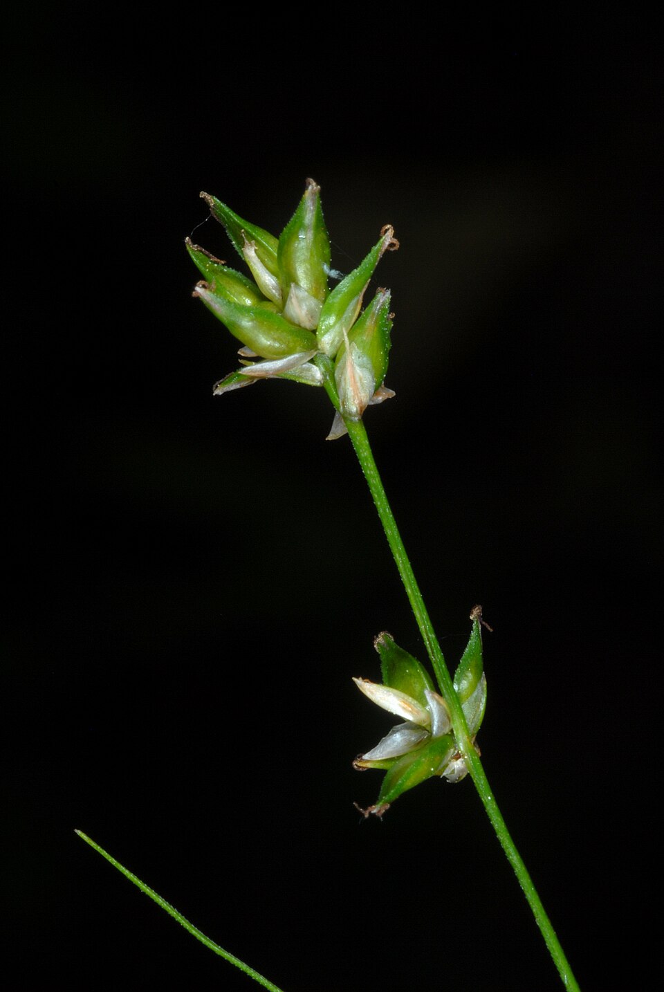 Carex radiata (Eastern Star Sedge) (alternate view 8)