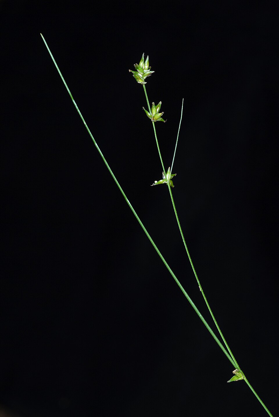 Carex radiata (Eastern Star Sedge) (alternate view 9)