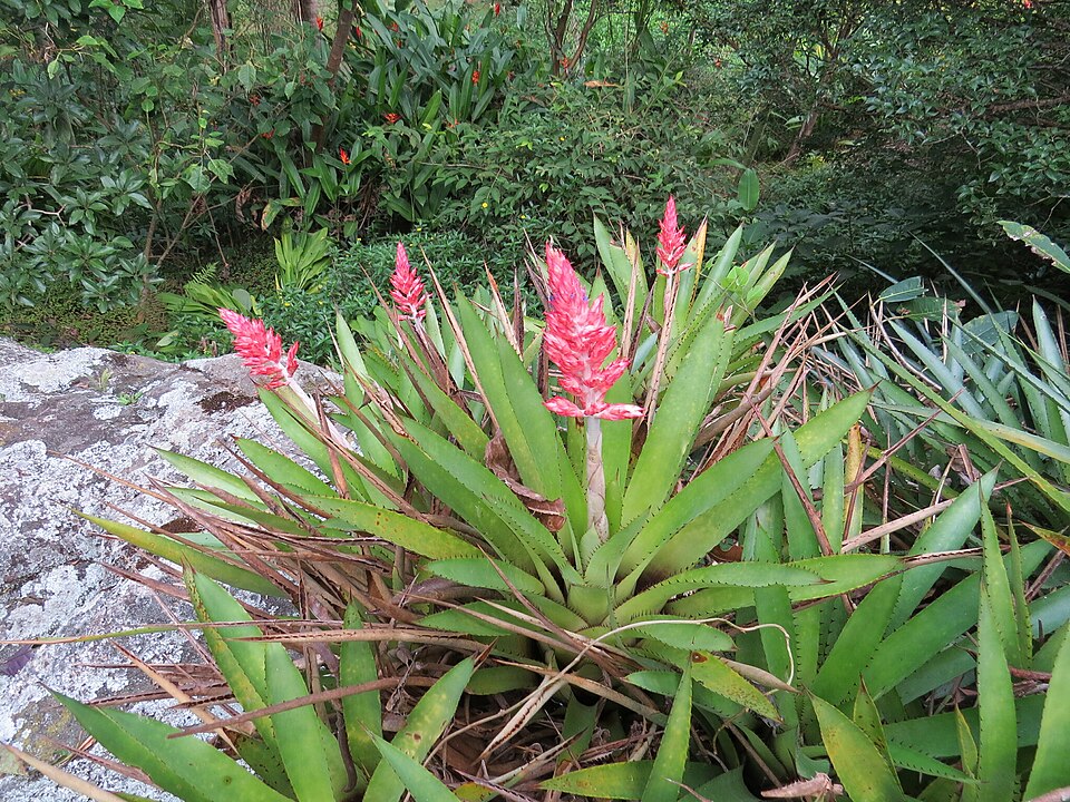 Aechmea (alternate view 4)