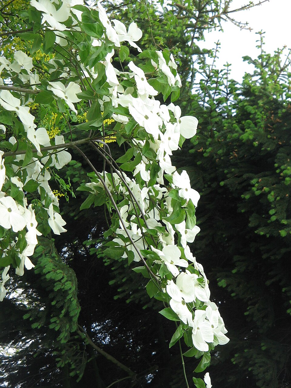 Cornus 'Eddie's White Wonder' (Eddie's White Wonder)