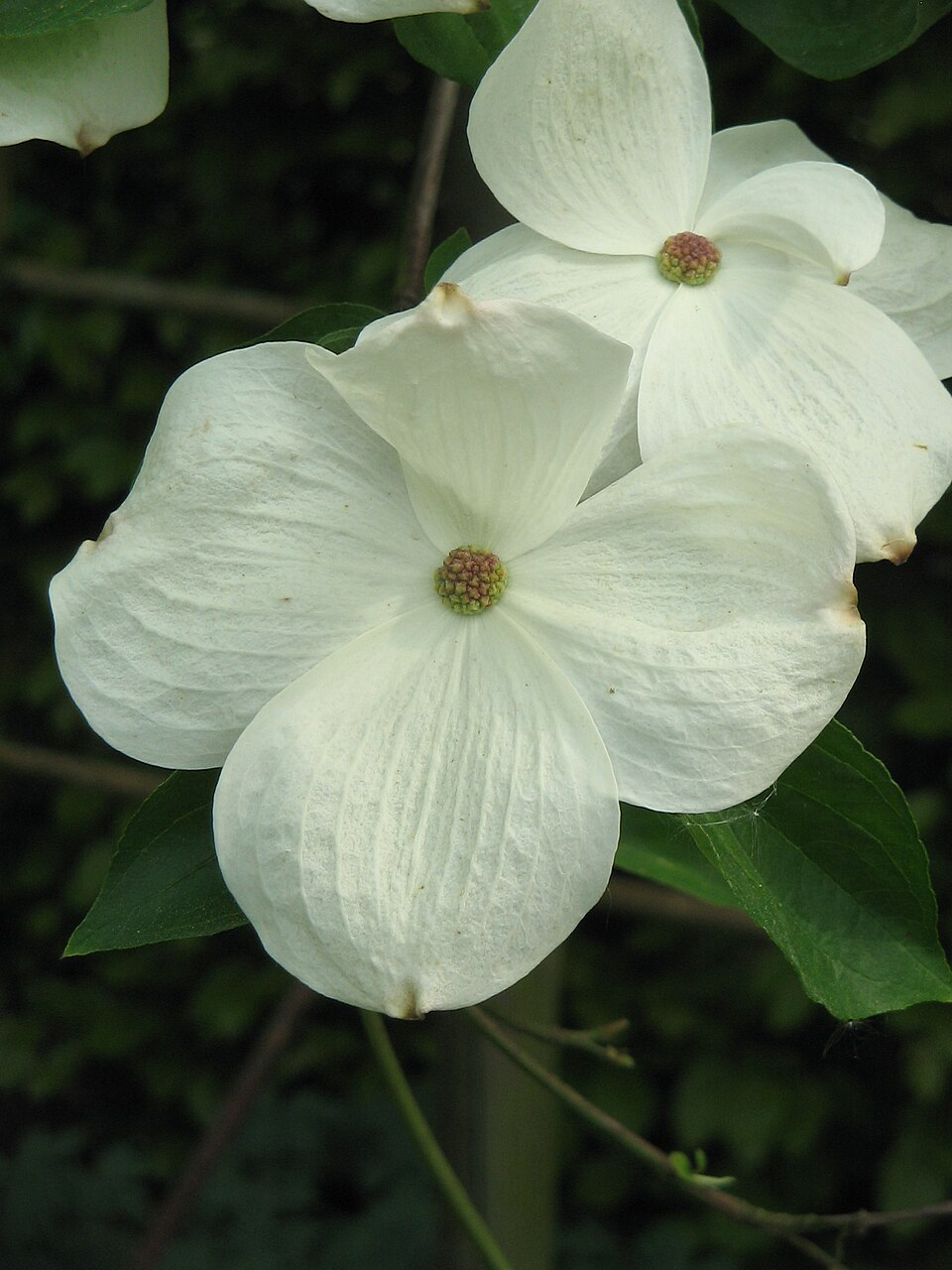 Cornus 'Eddie's White Wonder' (Eddie's White Wonder) (alternate view 2)
