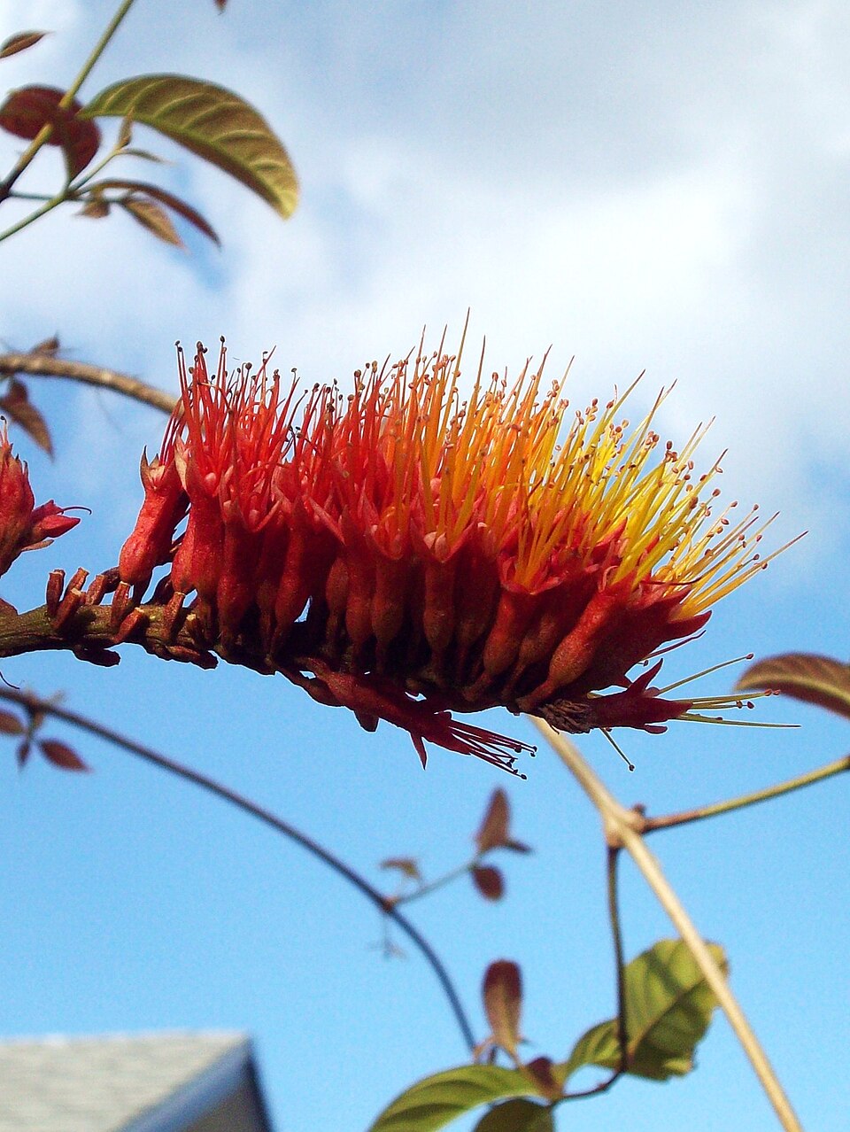 Combretum rotundifolium (Monkey's Brush Plant) (alternate view 3)