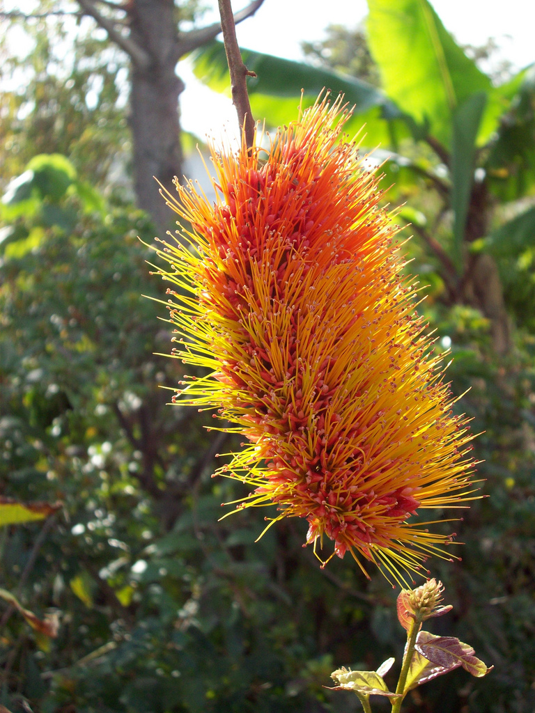 Combretum rotundifolium (Monkey's Brush Plant) (alternate view 4)