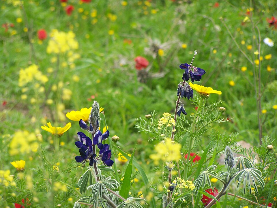 Lupinus (lupines)