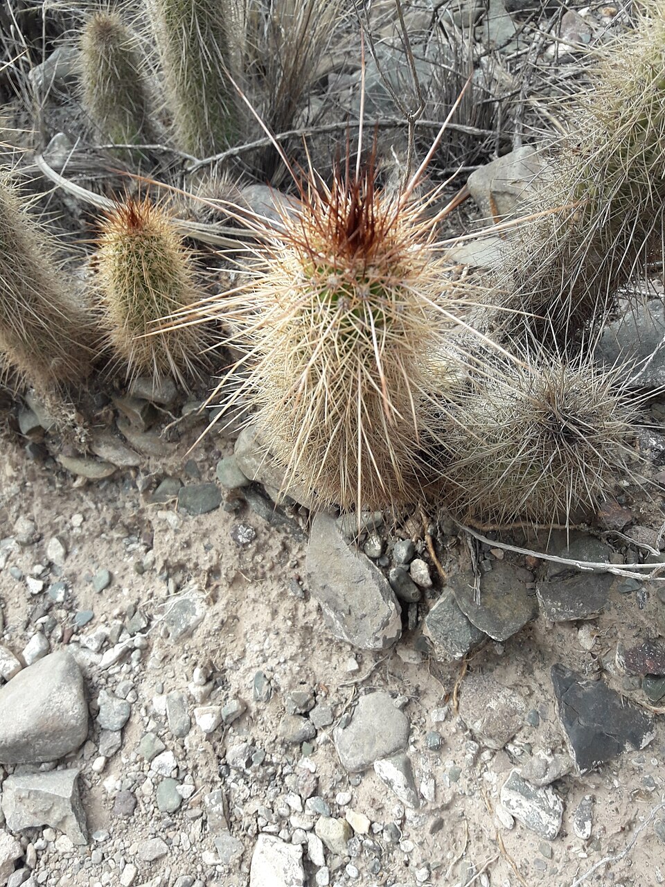 Trichocereus (alternate view 4)