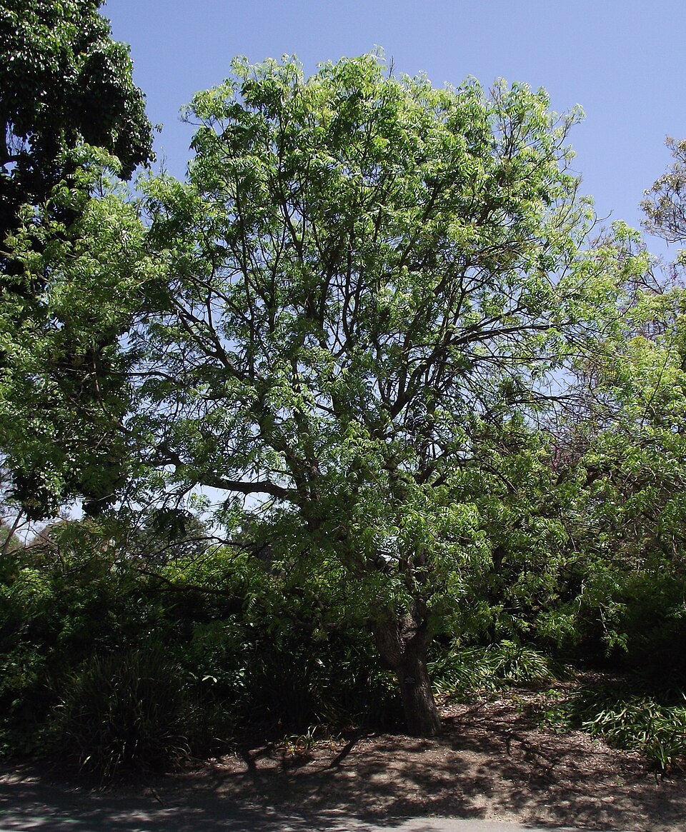 Pistacia chinensis (Chinese pistache) (alternate view 9)