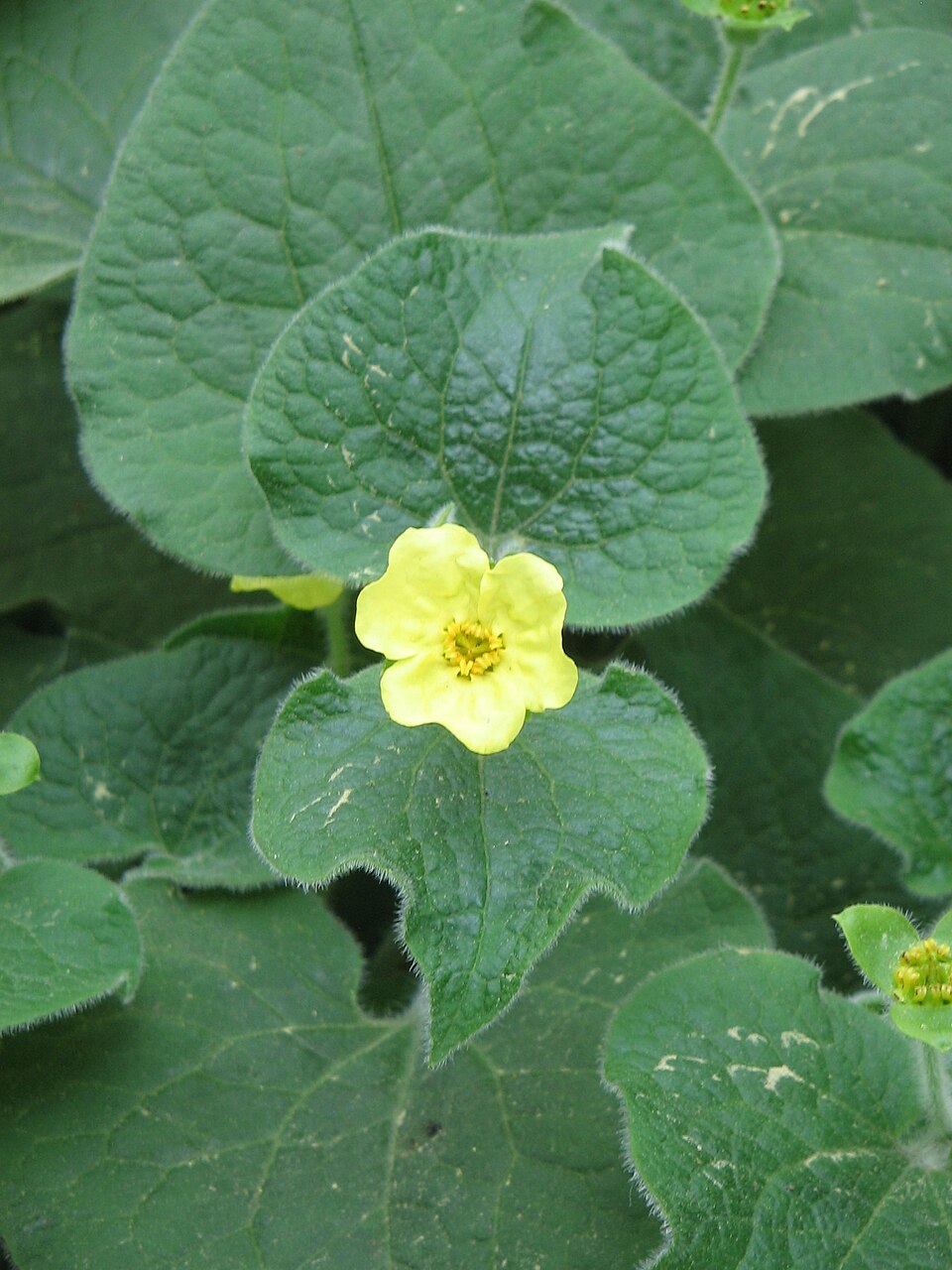 Saruma henryi (upright wild ginger) (alternate view 6)