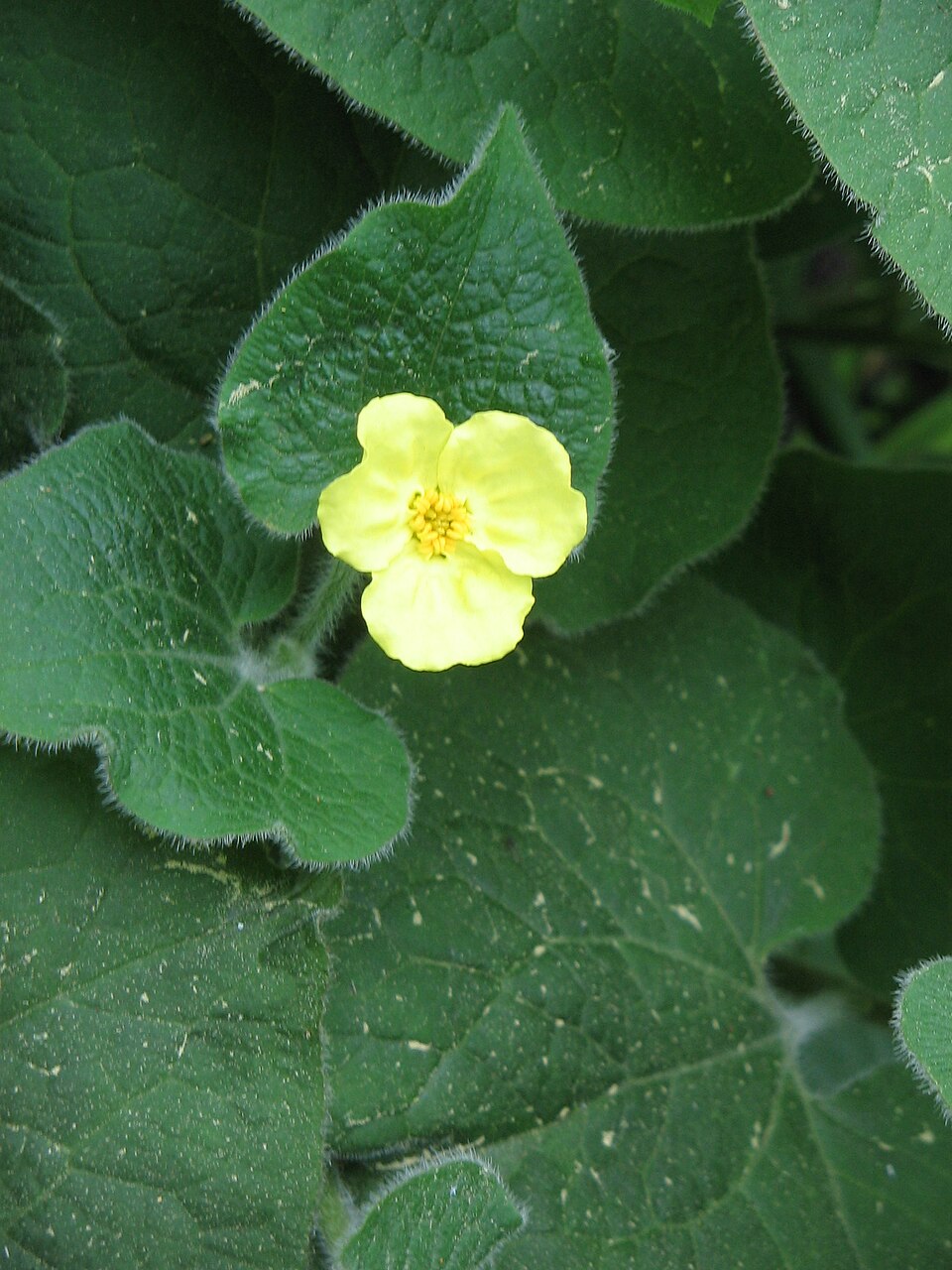 Saruma henryi (upright wild ginger) (alternate view 7)