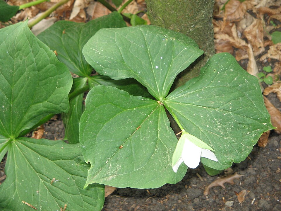 Trillium flexipes (drooping trillium) (alternate view 9)